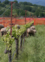 Sheep in a research vineyard at Hopland REC.