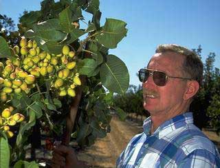 UC entomologist Walt Bentley with pistachios.