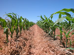 Corn growing in a CT production system.