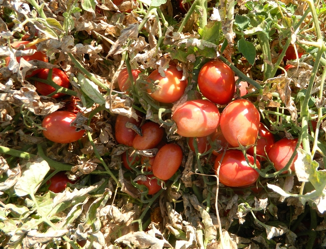 The cost study for processing tomatoes can be downloaded for free at http://coststudies.ucdavis.edu.