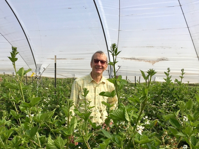 Mark Gaskell shown among blackberries bushes, but the UC Cooperative Extension advisor is known for his pioneering work on blueberries and coffee in California.