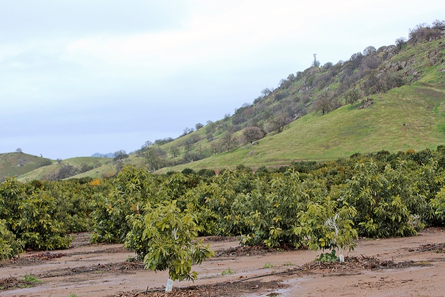Lindcove REC is primarily a citrus research center, but avocado, pomegranate and olive trees are also grown there and other crops are welcome.