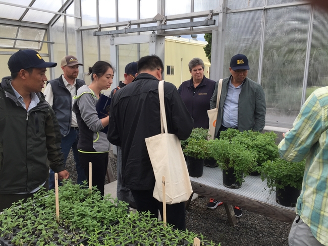The Chinese Extension Alliance Delegation toured Intermountain Research and Extension Center's mint greenhouse.