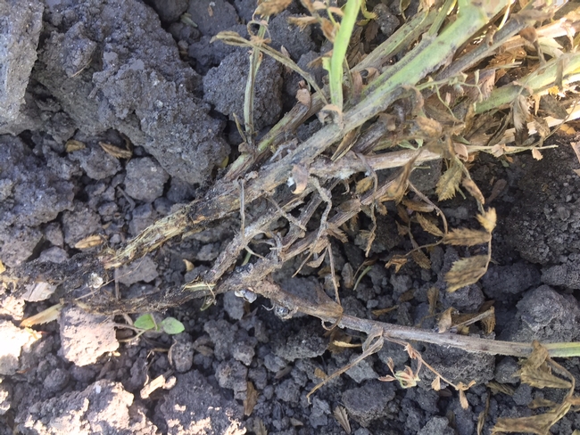White mold in garbanzos often infects the plant stems near the soil line.