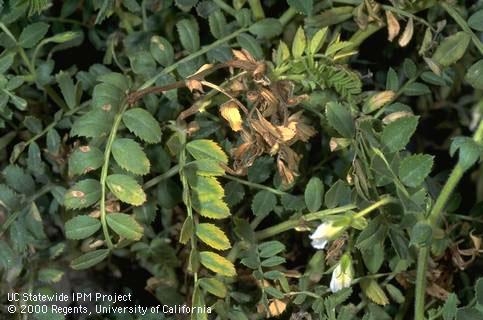 Ascochyta symptoms on garbanzo leaves.