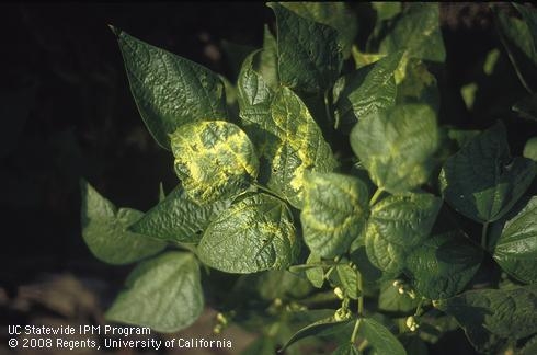 A dry bean plant with yellow-mottled leaves from alfalfa mosaic virus vectored.