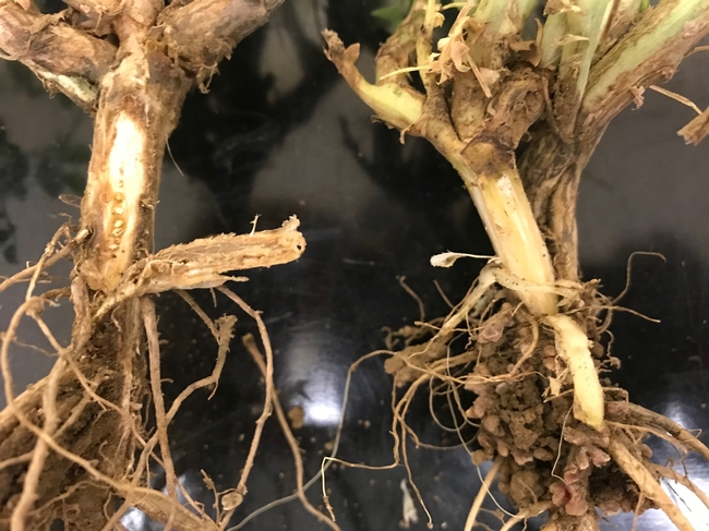 Healthy garbanzo root (top) and diseased one (lower) infected with alfalfa mosaic virus (note the brown discoloration.