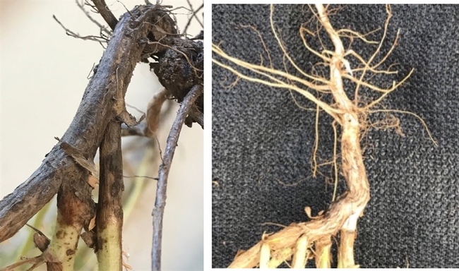 Charcoal rot on garb roots left, healthy root right.