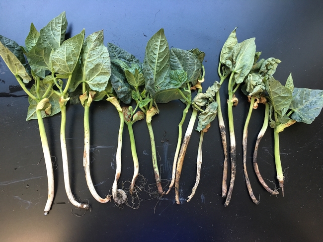 Figure 1. Lima bean root and crown rot.