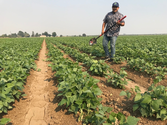 UCCE Field Assistant Jesus Martinez in a lima bean field with some stand loss due to the fungal pathogen, southern blight.
