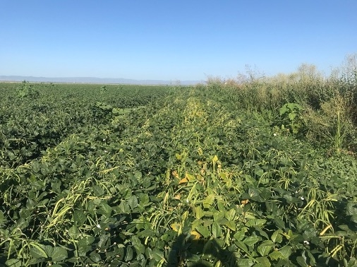 Photo 1. Blackeye variety trial, Sacramento Valley, 2020; left to right, CB46, CB77, CB74 (early maturing), and CB2 compared to the standard CB50 line planted in the field on the far left.
