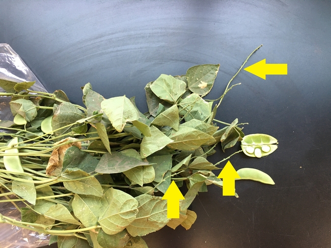 Figure 3. Bean plant with poor pod set. The arrows indicate where flowers did not set pods. The pictured, opened pod shows no lygus stings, suggesting that heat (and not lygus) caused poor pod set at this field.