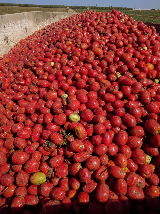 Processing tomatoes harvested at Terra Nova Ranch.