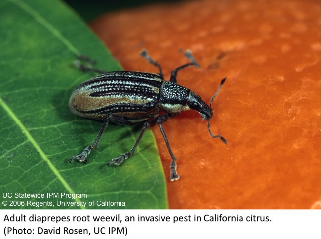 Adult diaprepes root weevil, an invasive pest in California citrus.