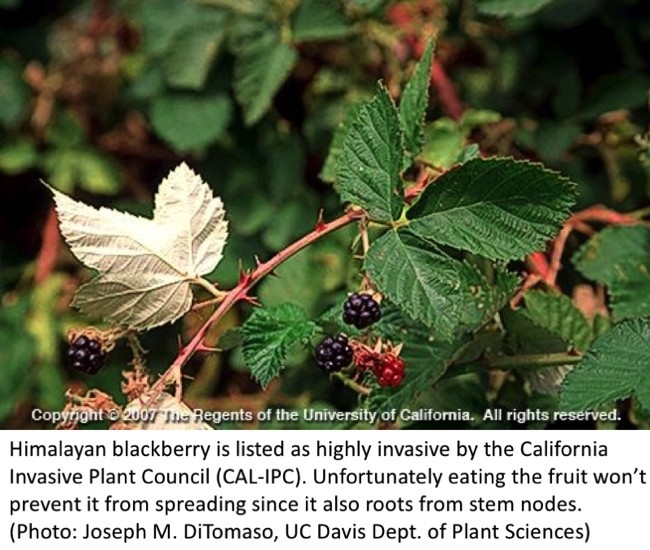 Himalayan Blackberry