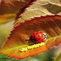 A lady beetle, aka ladybug, with newly deposited eggs. (Photo by Kathy Keatley Garvey)