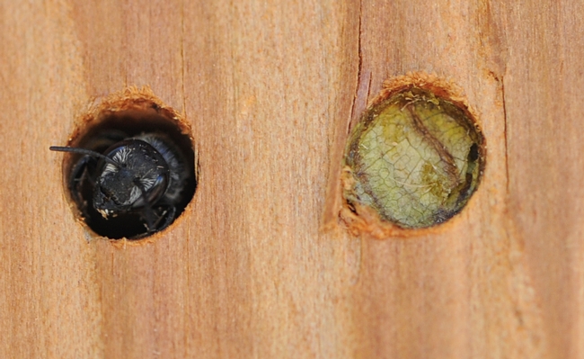 Leafcutting bee (left) emerges from her hole in a photo taken last summer. At right a plugged hole. (Photo by Kathy Keatley Garvey)