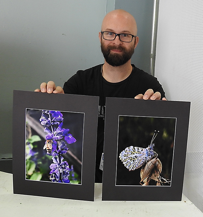A clerk at McCormack Hall, Solano County Fair, displays two junior division photos: one of a honey bee by Jesse Means of Dixon, and the other of a orange-tip butterfly by Regan Van Tuyl of Dixon. (Photo by Kathy Keatley Garvey)