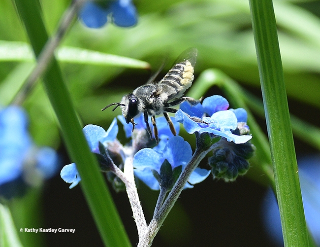 The leafcutter bee continues foraging on the Chinese-Forget-Me-Nots. (Photo by Kathy Keatley Garvey)