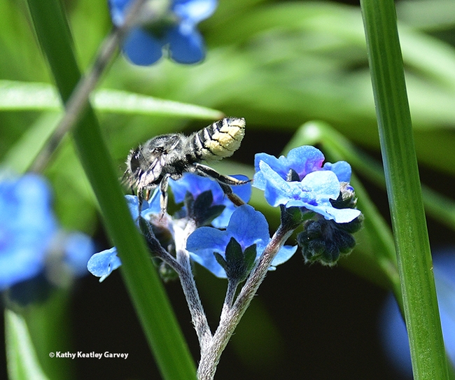 The leafcutter bee ignores the photographer. (Photo by Kathy Keatley Garvey)
