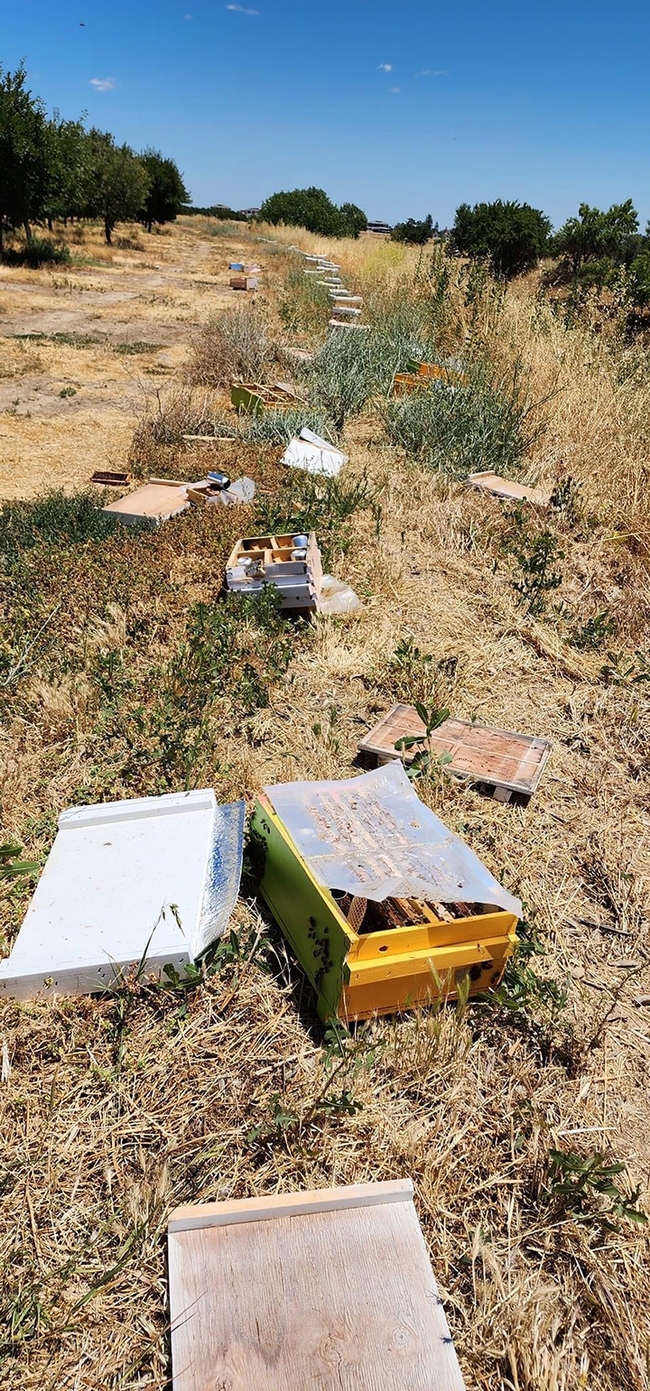 A trail of death and destruction: the loss of 40 bee colonies on private property in a remote orchard outside the community of Winters, Yolo County