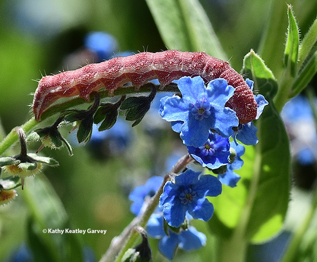 A tobacco budworm, Heliothis virescens, munching on Chinese forget-me-nots in a Vacaville garden. (Photo by Kathy Keatley Garvey)