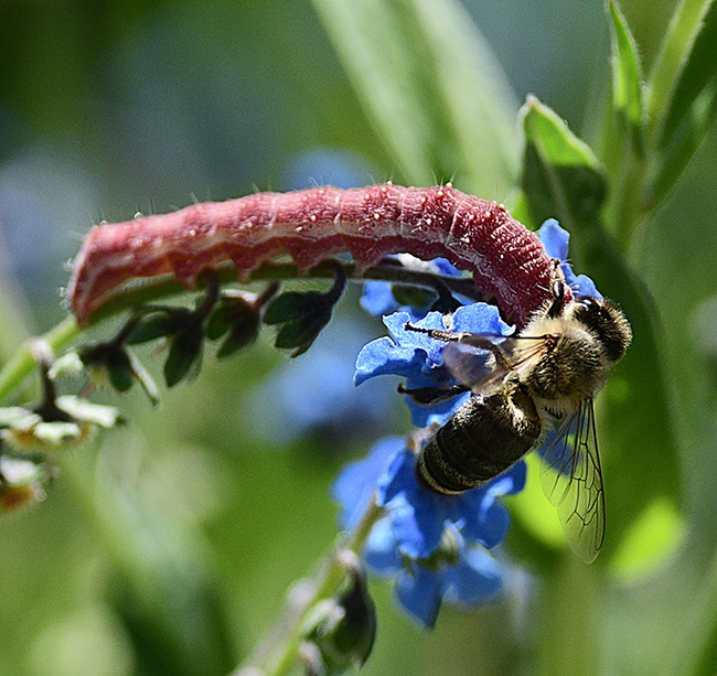 The honey bee tries to push her way in but the tobacco budworm refuses to budge. (Photo by Kathy Keatley Garvey)