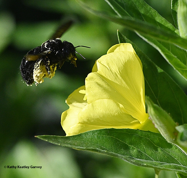 And it's off to forage in another blossom. Valley carpenter bee is loaded with pollen. (Photo by Kathy Keatley Garvey)