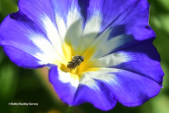 A fly takes a liking to the dwarf morning glory, Convolvulus tricolor. (Photo by Kathy Keatley Garvey)