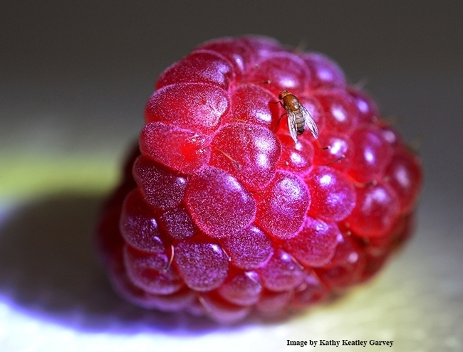 Professor Chiu has collaborated with fellow researchers on the spotted wing drosophila, Drosophila suzukii, shown her on a raspberry. (Photo by Kathy Keatley Garvey)