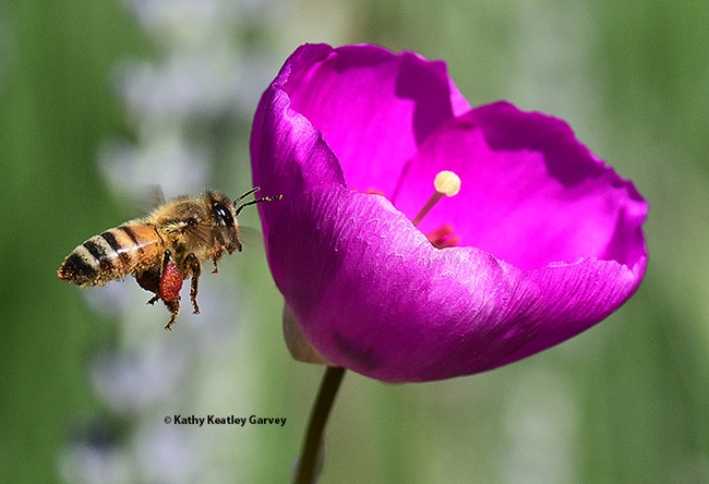 A honey bee packing red pollen as she visits another rock purslane blossom. (Photo by Kathy Keatley Garvey)