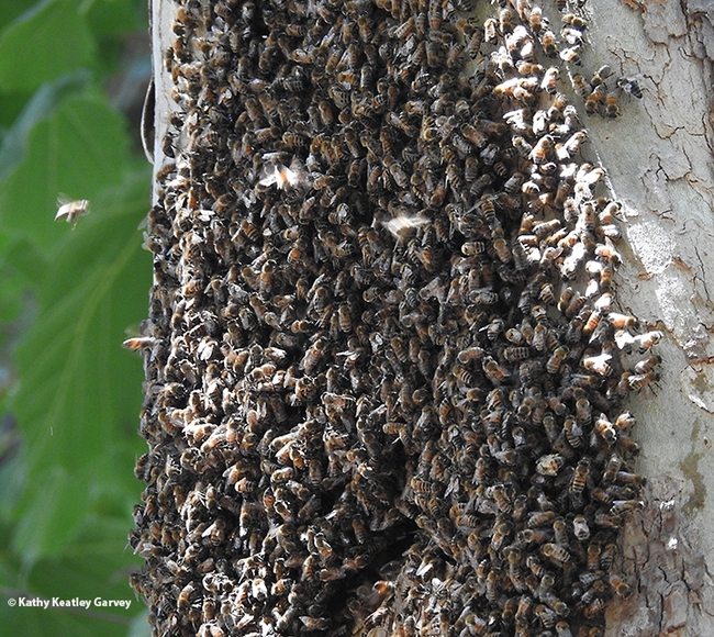Honey bees buzz in and out of their colony inside a sycamore tree on the UC Davis campus. Bee bearding helps reduce the heat load inside. Honey bee colonies require a temperature of 94 degrees for the developing brood. (Photo by Kathy Keatley Garvey)