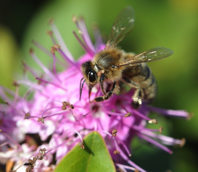 Honey bee foraging on hebe. (Photo by Kathy Keatley Garvey)