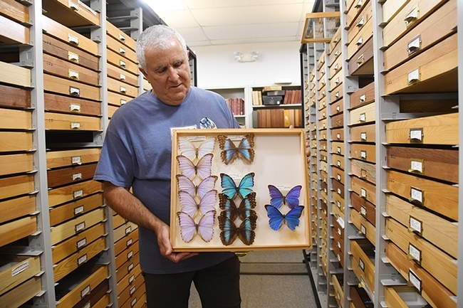 Entomologist Jeff Smith, the curator of the Lepidoptera collection at the Bohart Museum, displays a drawer of tropical butterfly specimens. (Photo by Kathy Keatley Garvey)