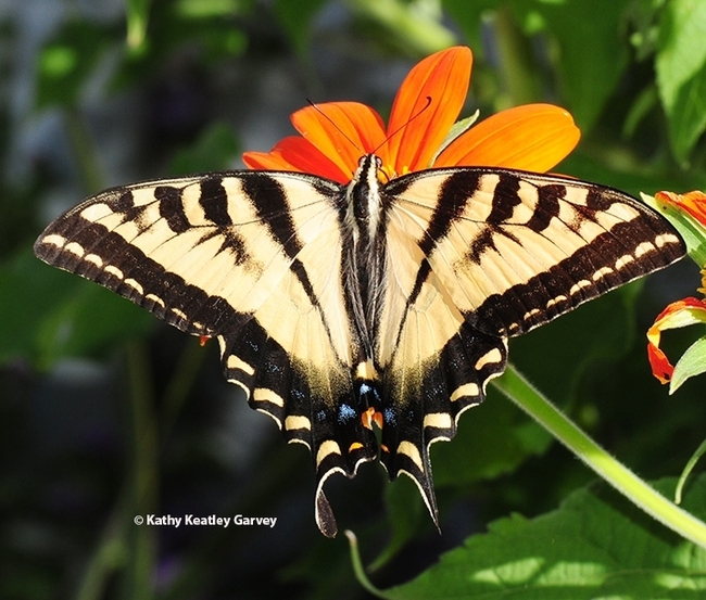 A Western tiger swallowtail, Papilio rutulus, foraging on a Mexican sunflower, Tithonia rotundifola, in a Vacaville garden. (Photo by Kathy Keatley Garvey)
