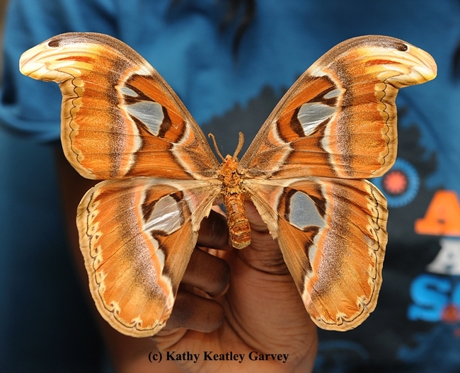 The Atlas moth, Attacus atlas, is considered the largest moth in the world. Its wingspan can reach more than 10 inches long. (Photo by Kathy Keatley Garvey)