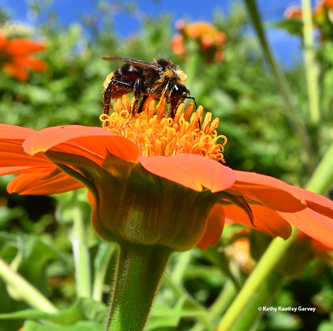 A male California bumble bee, Bombus californicus, peeks through the flower. (Photo by Kathy Keatley Garvey)