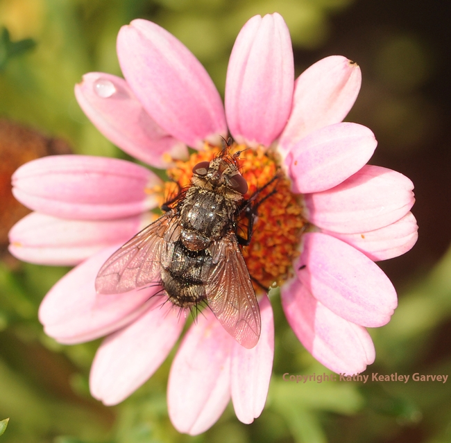 Tachinid fly 