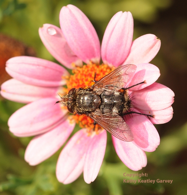 Tachinid fly foraging. (Photo by Kathy Keatley Garvey)
