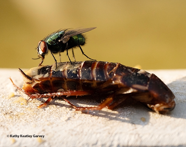 A green bottle fly feasts on a cockroach, thought to be a Turkestan cockroach, a newer species in California. (Photo by Kathy Keatley Garvey)