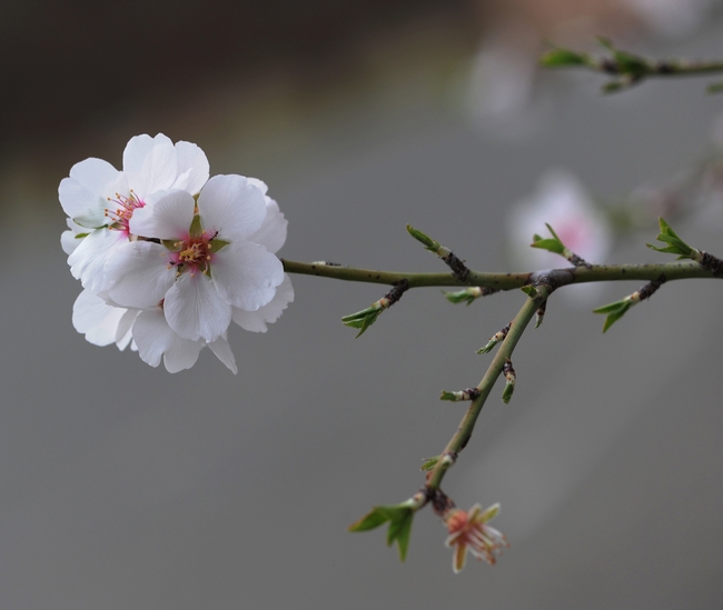 Delicate almond blossoms exuding 