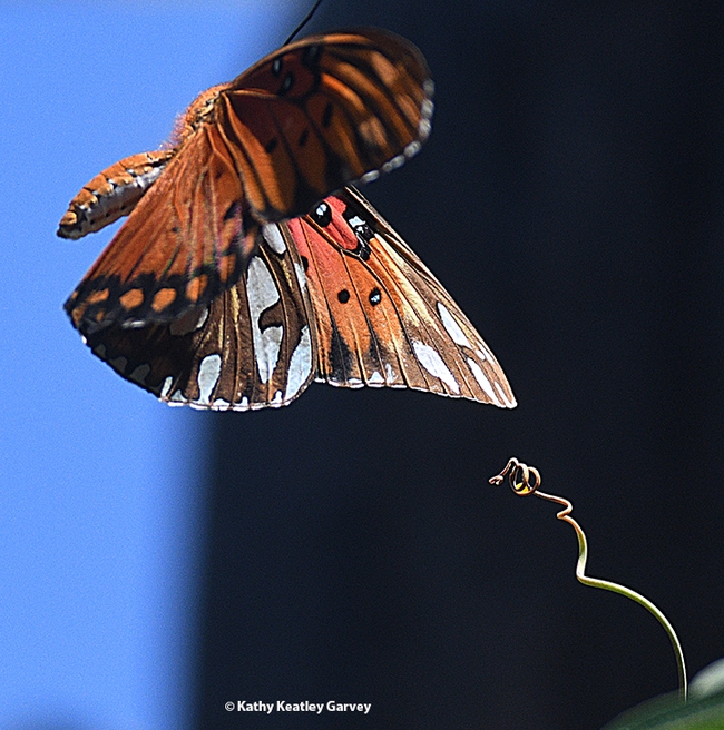 A Gulf Fritillary showing rejection toward a mate after laying an egg on the tendrils of a passionflower vine.  (Photo by Kathy Keatley Garvey)