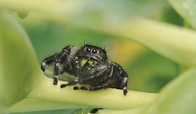 California Jumping Spider
