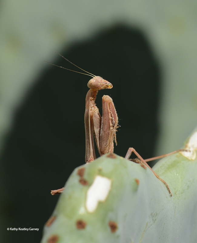 A predator, a praying mantis, Stagmomantis limbata limbata, waiting for prey. (Photo by Kathy Keatley Garvey)
