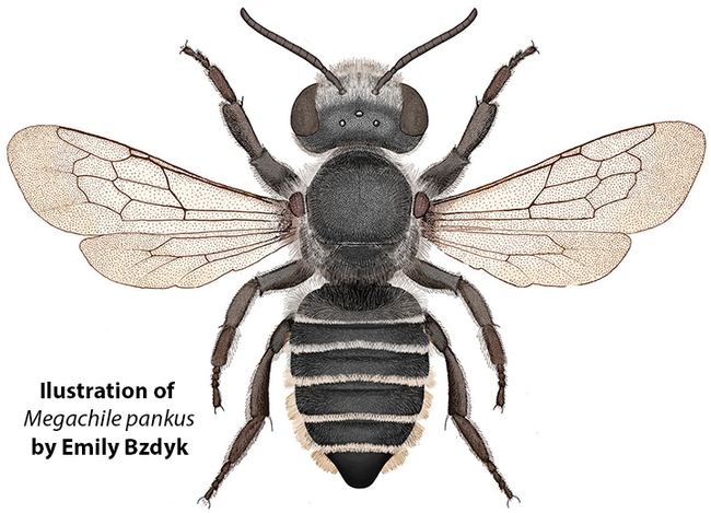 Dorsal view of Megachile pankus, a new species discovered by Emily Bzdyk that appeared in ZooKeys. (Illustration by Emily Bzdyk)