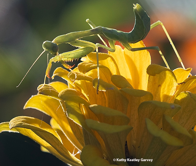 No more pictures! The Stagmomantis limbata crawls down the zinnia. (Photo by Kathy Keatley Garvey)