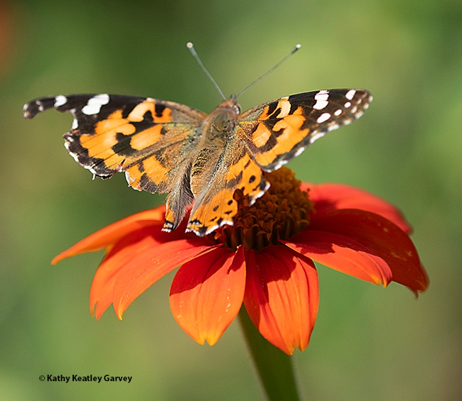 A Painted Lady, Vanessa cardui, with chunked-out wings, nectars on a Mexican sunflower, Tithonia rotundifola. (Photo by Kathy Keatley Garvey)