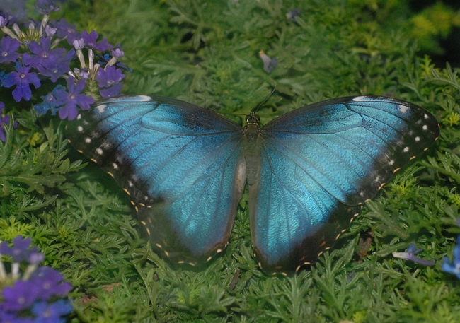 Morpho butterfly, a genus that Phil DeVries studies. (Photo by Kathy Keatley Garvey)