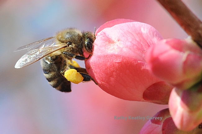 Close-up of bee visiting flowering quince. (Photo by Kathy Keatley Garvey)