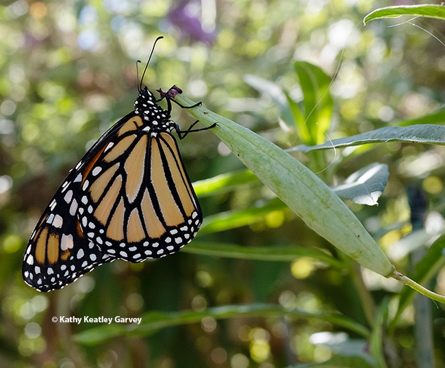 A newly eclosed female monarch clings to a tropical milkweed leaf before taking flight. (Photo by Kathy Keatley Garvey)
